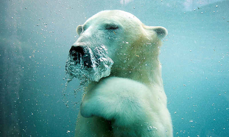 US to create genomic and cellular  'BioVault' for endangered species
